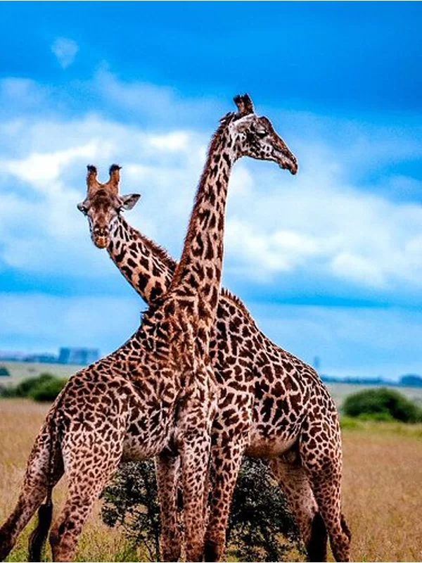 kenya
