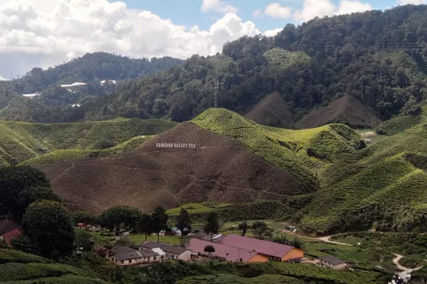 cameron-highlands-day-trip-thumb