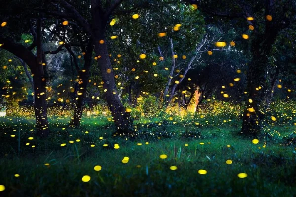 kuala-selangor-fireflies-tour-from-kuala-lumpur-thumb