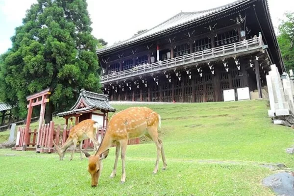 kyoto-arashiyama-fushimi-inari-taisha-shrine-and-nara-park-t