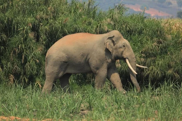 laos-elephant-sanctuary-keeper-kuangsi-waterfall-hmong-villa