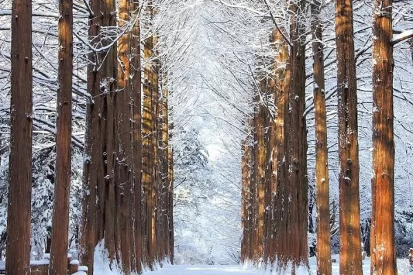 private-tour-at-nami-island-and-elysian-ski-resort-thumb